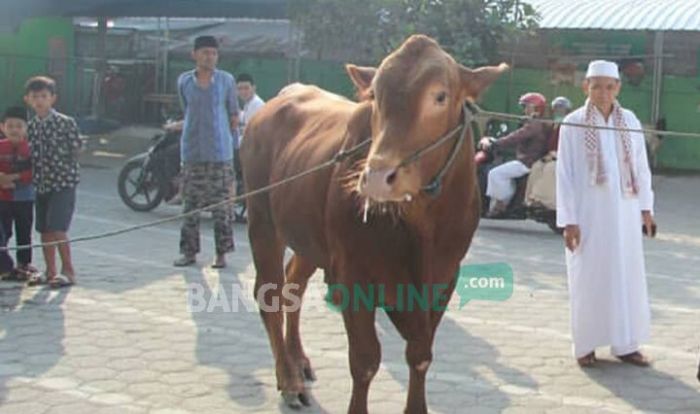 Kiai NU di Blitar Meninggal Dunia Usai Diseruduk Sapi Kurban