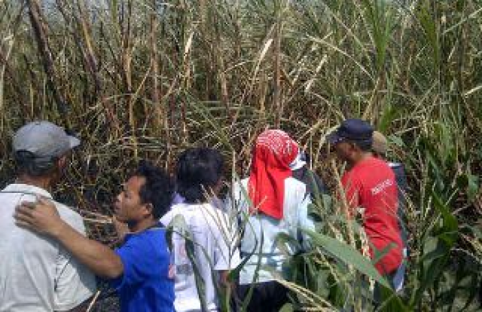 Bakar Sampah Tebu, Petani Tebu Di Kediri Tewas Terpanggang