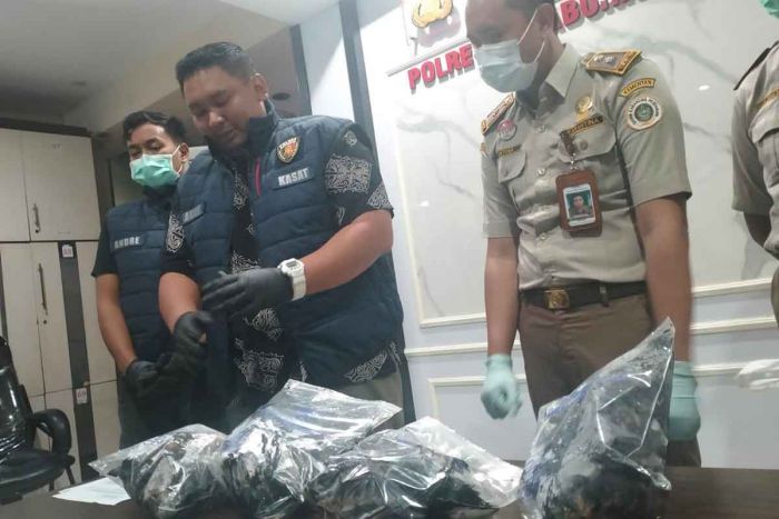 Selundupkan 51 Burung Gagak Hitam untuk Tumbal, Pria di Surabaya Diamankan Polisi