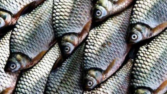 Debit Air Naik dan Keruh, Ribuan Ikan Bader di Kali Brantas Mabuk Debit Air Naik dan Keruh, Ribuan Ikan Bader di Kali Brantas Mabuk