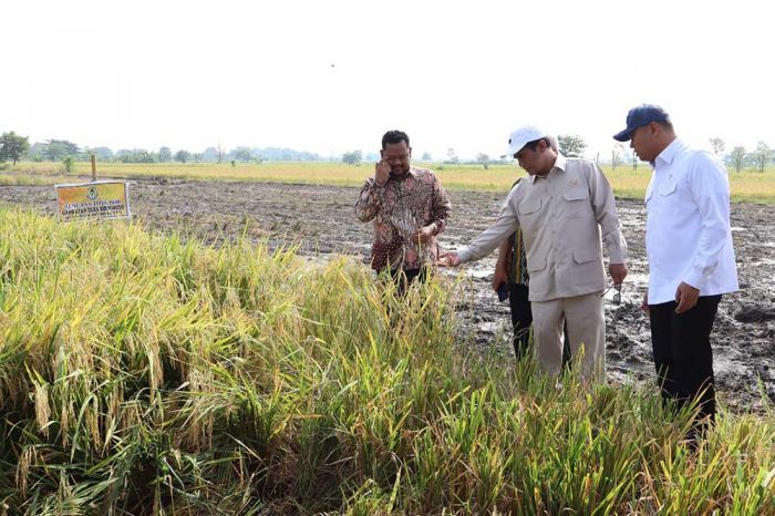 Capai 9 Ton per Hektare, Mentan Apresiasi Produksi Padi di Gresik Capai 9 Ton per Hektare, Mentan Apresiasi Produksi Padi di Gresik