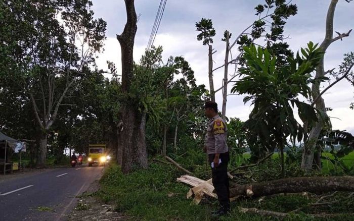 Angin Kencang, Warga Jember Tewas Tertimpa Pohon Tumbang Angin Kencang, Warga Jember Tewas Tertimpa Pohon Tumbang