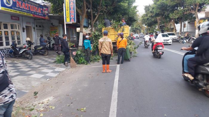 Sambut Musim Hujan, DPUPR Kota Batu Intensifkan Inventarisasi Pohon Rawan Tumbang Sambut Musim Hujan, DPUPR Kota Batu Intensifkan Inventarisasi Pohon Rawan Tumbang
