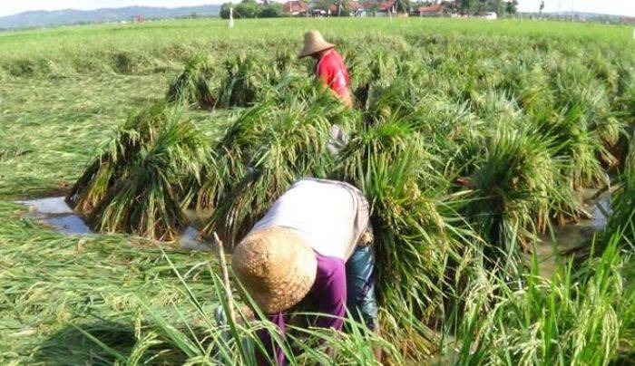 Puluhan Hektare Padi di Sumenep Terancam Gagal Panen