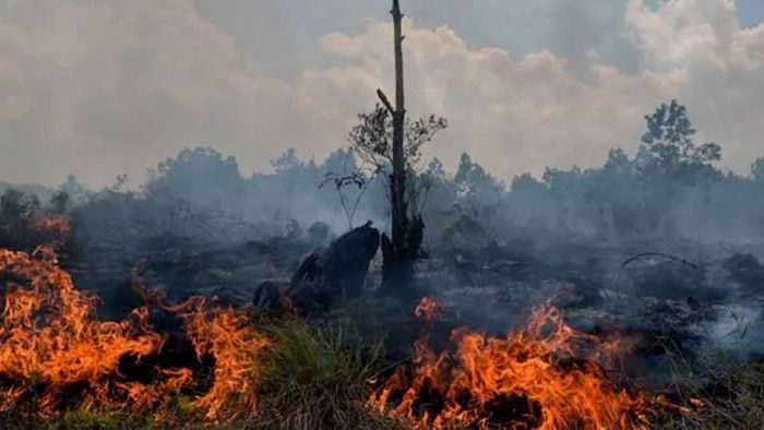 Dampak Musim Kemarau, Angka Kebakaran di Bangkalan Meroket pada Juli 2023