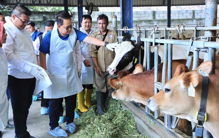 Tinjau Peternakan Sapi di Pujon, Pj. Gubernur Jatim Masifkan Vaksinasi PMK untuk Ternak Sehat Tinjau Peternakan Sapi di Pujon, Pj. Gubernur Jatim Masifkan Vaksinasi PMK untuk Ternak Sehat