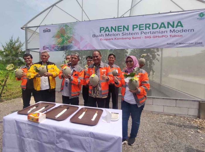 Melalui Sistem Greenhouse, SIG GHoPO Tuban Sukses Budidaya Melon Kualitas Premium Melalui Sistem Greenhouse, SIG GHoPO Tuban Sukses Budidaya Melon Kualitas Premium