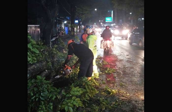 Hujan Disertai Angin, Dua Pohon di Kawasan Kota Malang Roboh Hujan Disertai Angin, Dua Pohon di Kawasan Kota Malang Roboh
