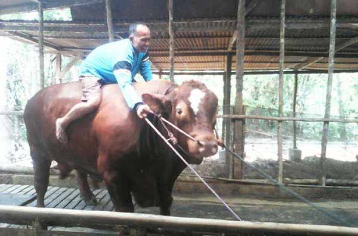 Jokowi dan Pak De Karwo Beli Sapi di Bojonegoro Senilai Rp 50 Juta Jokowi dan Pak De Karwo Beli Sapi di Bojonegoro Senilai Rp 50 Juta