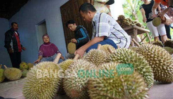 Belum Panen, Durian Wonosalam Jombang Sudah Diburu Warga Berbagai Daerah Belum Panen, Durian Wonosalam Jombang Sudah Diburu Warga Berbagai Daerah
