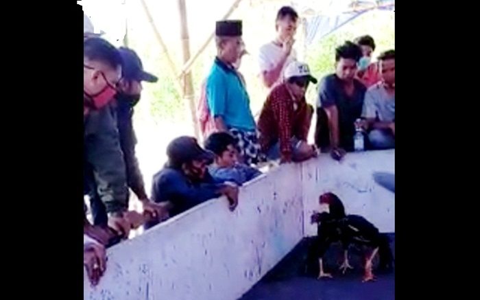 Miris, Warga Camplong Sampang Terang-terangan Gelar Sabung Ayam di Bulan Suci dan Saat Pandemi Miris, Warga Camplong Sampang Terang-terangan Gelar Sabung Ayam di Bulan Suci dan Saat Pandemi