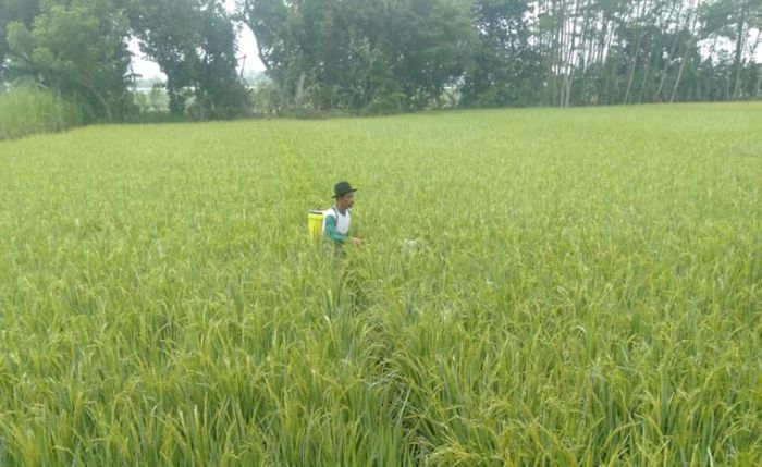 Bantah Kades Kawisrejo, Pemkab Pastikan Warga Rejoso Sudah Terfasilitasi Pupuk Subsidi dan Asuransi Bantah Kades Kawisrejo, Pemkab Pastikan Warga Rejoso Sudah Terfasilitasi Pupuk Subsidi dan Asuransi