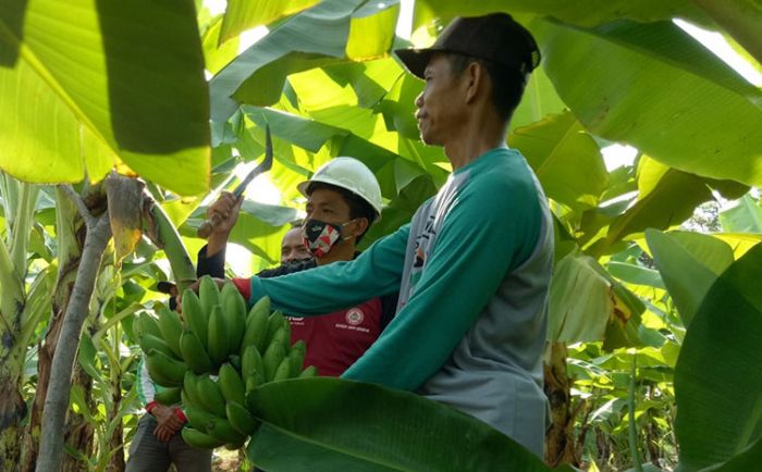 Petani Bekas Tambang SIG Panen Perdana Pisang Cavendish Petani Bekas Tambang SIG Panen Perdana Pisang Cavendish