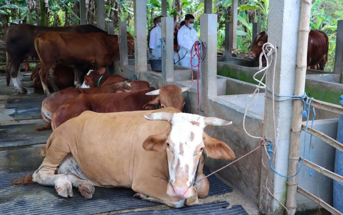 Meski Gresik Ditetapkan KLB PMK, Pemkab Belum Keluarkan Larangan Jual-Beli Hewan Ternak Meski Gresik Ditetapkan KLB PMK, Pemkab Belum Keluarkan Larangan Jual-Beli Hewan Ternak