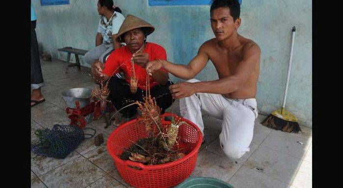 Penangkapan Lobster di Tulungagung Diawasi Ketat Penangkapan Lobster di Tulungagung Diawasi Ketat