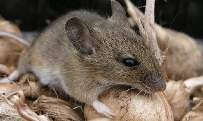 Musim Hujan, Dinkes Pacitan Imbau Warga Waspadai Leptospirosis