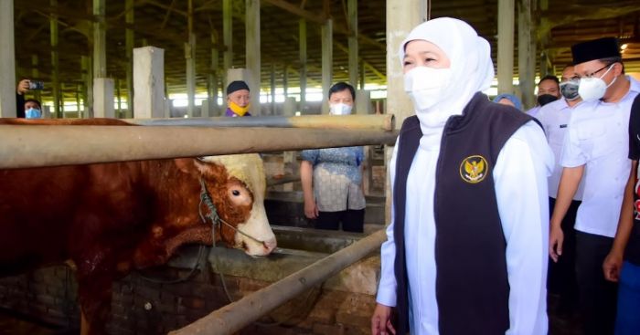 Kebutuhan Hewan Kurban di Jatim, Khofifah Pastikan Sehat, Cukup, Stok Berlebih