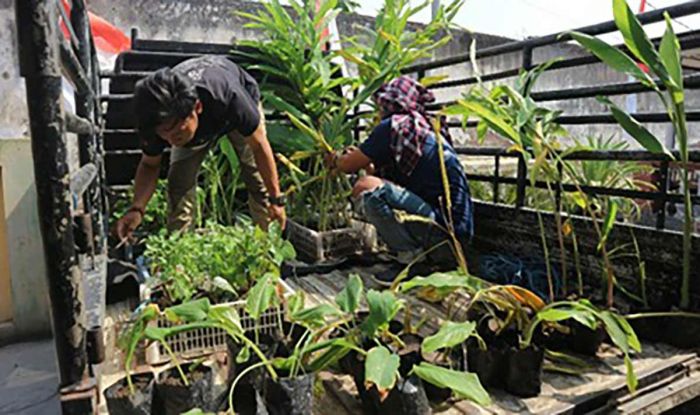 Bersama Warga Ngelom, PPK Ormawa UKM Mapala Umaha Sidoarjo Lestarikan Tanaman Obat Keluarga Bersama Warga Ngelom, PPK Ormawa UKM Mapala Umaha Sidoarjo Lestarikan Tanaman Obat Keluarga