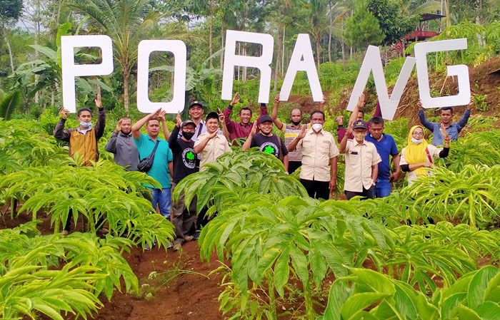 Trenggalek Siap Panen Porang 30 Ribu Ton Tahun Ini