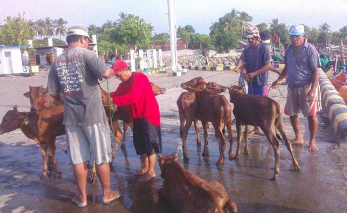 Jelang Lebaran, Harga Sapi Pulau Sepudi di Situbondo Melonjak, Permintaan Meningkat Jelang Lebaran, Harga Sapi Pulau Sepudi di Situbondo Melonjak, Permintaan Meningkat