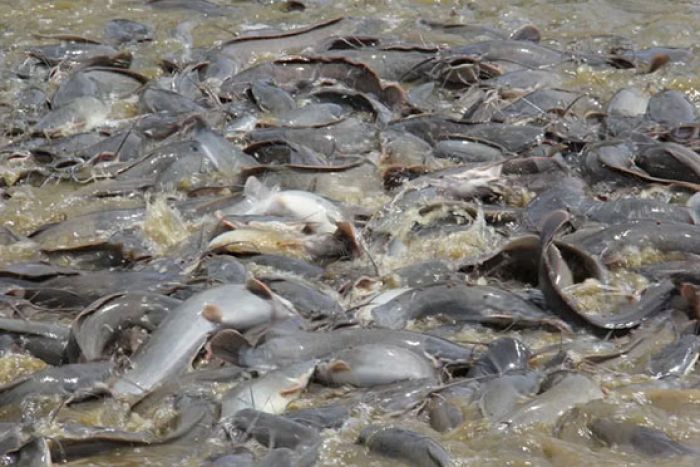 Memancing Lele, Inovasi Umpan Ramuan Khusus Bikin Ikan Tergoda Memancing Lele, Inovasi Umpan Ramuan Khusus Bikin Ikan Tergoda