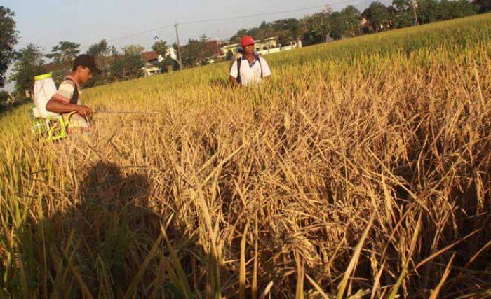 Serangan Hama Wereng di Jombang Meluas, Petani Berharap Ada Tindakan dari Disperta