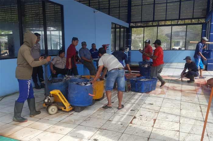 Banyak Nelayan di Pacitan Nekat Melaut Meski Gelombang Tinggi Banyak Nelayan di Pacitan Nekat Melaut Meski Gelombang Tinggi