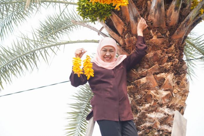 Kunjungi Kurma Park Pasuruan, Khofifah Jajal Pengalaman Petik Kurma Hingga Anggur Brazil Kunjungi Kurma Park Pasuruan, Khofifah Jajal Pengalaman Petik Kurma Hingga Anggur Brazil