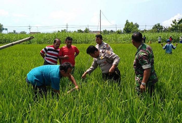 Diduga akan Mencuri Kabel, Warga Ngawi Ditemukan Tewas di Tengah Sawah