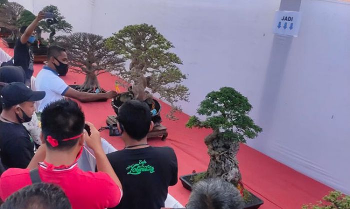 Ratusan Penggemar Bonsai Pamerkan Hasil Kreasi di Ngawi Ratusan Penggemar Bonsai Pamerkan Hasil Kreasi di Ngawi