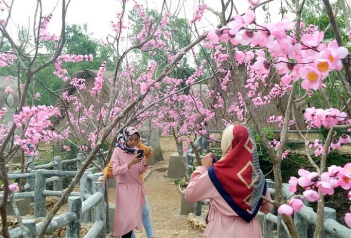 Kampung Toronan Semalem, Keindahan Bak di Negeri Sakura Kampung Toronan Semalem, Keindahan Bak di Negeri Sakura