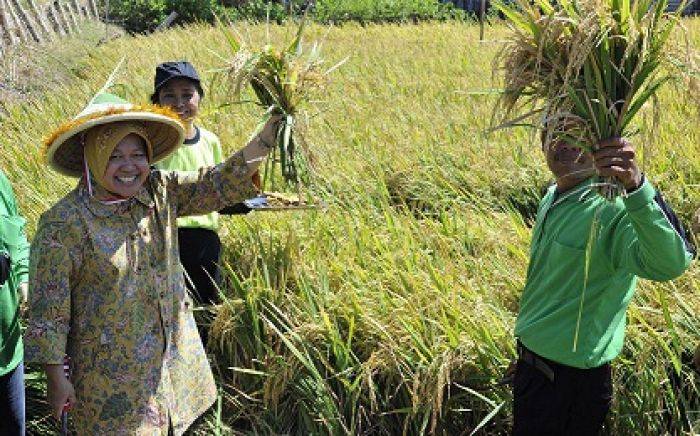 Risma Panen Raya Padi di Sukolilo Surabaya