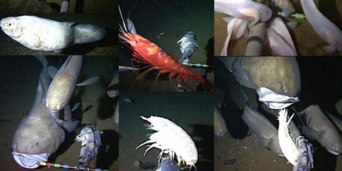 Ilmuwan Temukan Ikan Unik di Kedalaman 8.000 Meter Ilmuwan Temukan Ikan Unik di Kedalaman 8.000 Meter