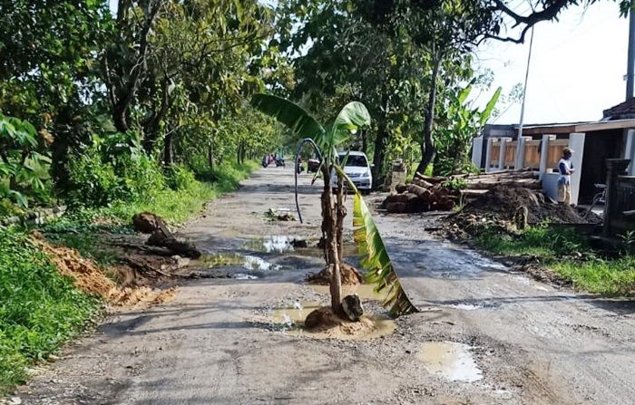 Protes Tak Kunjung Diperbaiki, Warga Senori Tuban Tanam Puluhan Pohon Pisang di Tengah Jalan