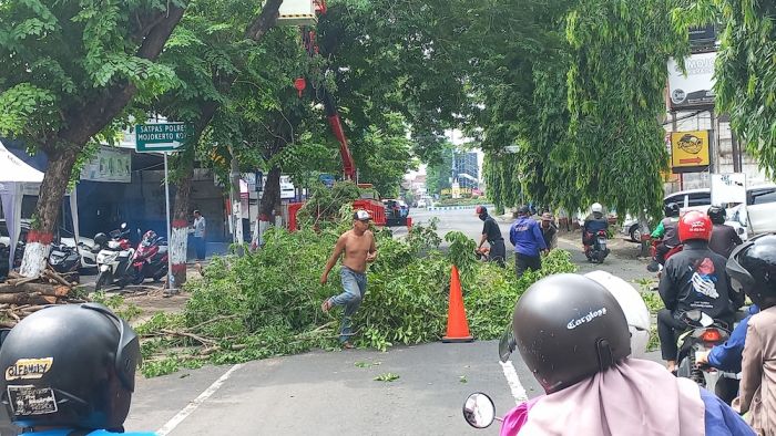 Antisipasi Rawan Tumbang saat Hujan, DLH Kota Mojokerto Intensifkan Pangkas Pohon