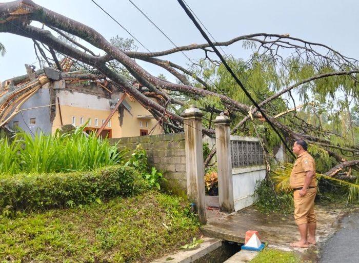 Pohon Sengon Raksasa Ambruk Akibat Hujan Deras dan Angin Kencang, Rumah Warga di Nglegok Rusak Parah Pohon Sengon Raksasa Ambruk Akibat Hujan Deras dan Angin Kencang, Rumah Warga di Nglegok Rusak Parah