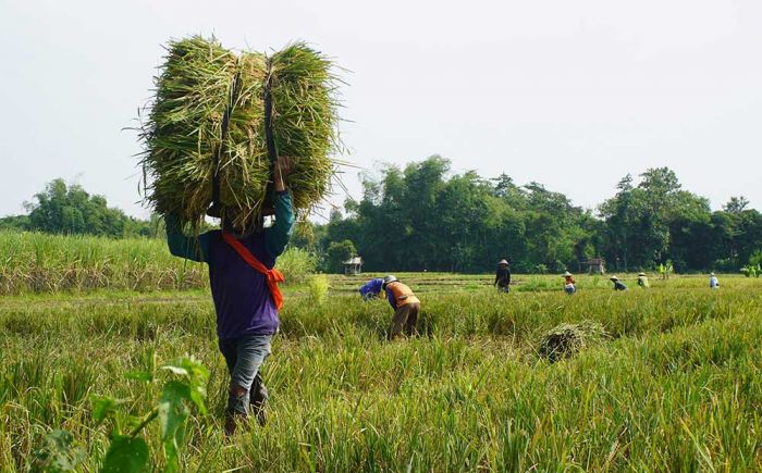 Program DITO Mulai Tunjukkan Hasil, Produktivitas Padi di Kabupaten Kediri Naik Program DITO Mulai Tunjukkan Hasil, Produktivitas Padi di Kabupaten Kediri Naik