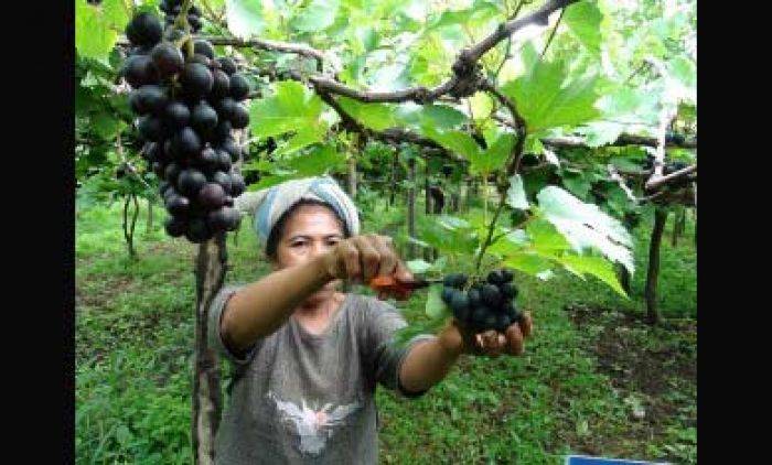 Cuaca Tak Menentu, Petani Anggur di Probolinggo Merugi Cuaca Tak Menentu, Petani Anggur di Probolinggo Merugi