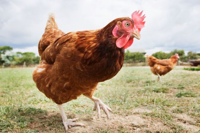 Diduga Memperkosa Ayam sampai Mati, ABG 14 Tahun Ditangkap Polisi Diduga Memperkosa Ayam sampai Mati, ABG 14 Tahun Ditangkap Polisi