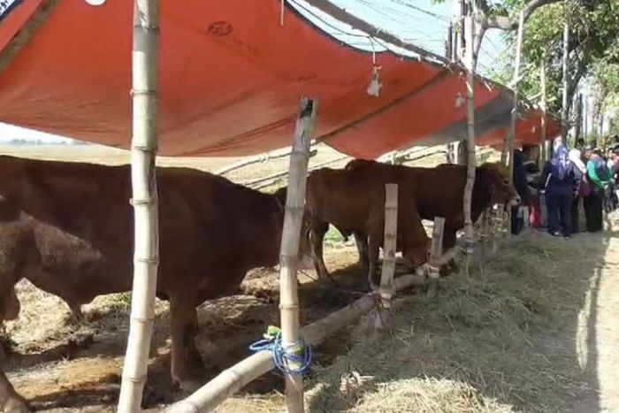 Jelang Iduladha, Dispaperta Sidoarjo Temukan 3 Sapi Terinfeksi Virus PMK di Pedagang Hewan Kurban Jelang Iduladha, Dispaperta Sidoarjo Temukan 3 Sapi Terinfeksi Virus PMK di Pedagang Hewan Kurban