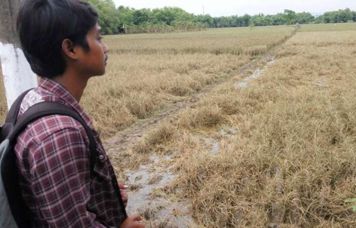 Wabup Bojonegoro Imbau Petani Bantaran Bengawan Solo Ikut Asuransi Padi Wabup Bojonegoro Imbau Petani Bantaran Bengawan Solo Ikut Asuransi Padi