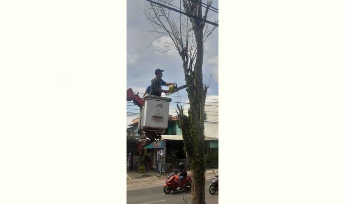 Antisipasi Pohon Tumbang, DPUPR Kota Batu Giatkan Perempesan Dahan Antisipasi Pohon Tumbang, DPUPR Kota Batu Giatkan Perempesan Dahan