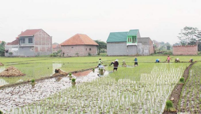 Perlu Partisipasi Petani Wujudkan Sistem Irigasi yang Merata Perlu Partisipasi Petani Wujudkan Sistem Irigasi yang Merata