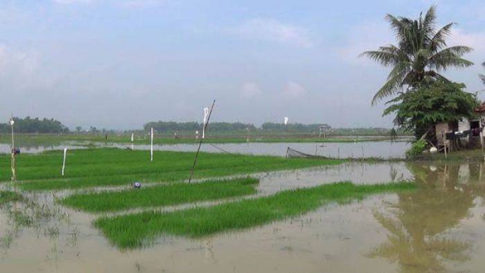 Petani Heran, Puluhan Tahun Lahan Pertanian di Sumenep Langganan Banjir Petani Heran, Puluhan Tahun Lahan Pertanian di Sumenep Langganan Banjir