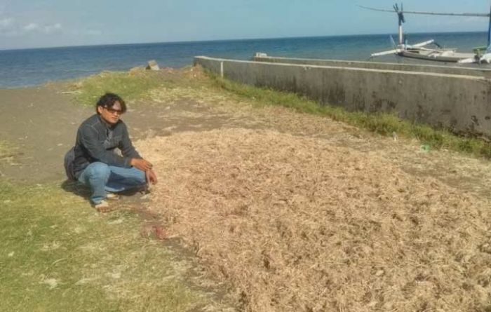 Timbulkan Bau Tak Sedap, Usaha Penjemuran Kulit Udang dan Bulu Ayam di Pantai Wonosari Diprotes