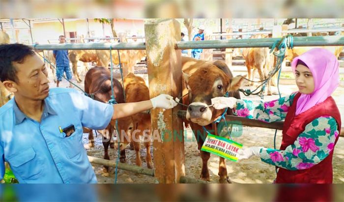 Banyak Permintaan Dari Luar Daerah, Harga Hewan Kurban di Blitar Naik Banyak Permintaan Dari Luar Daerah, Harga Hewan Kurban di Blitar Naik