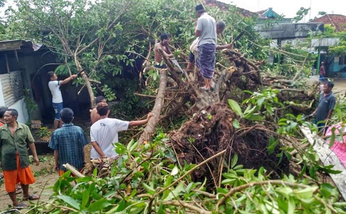 Hujan Disertai Angin di Pamekasan Tumbangkan Pepohonan Hingga Menimpa Rumah Warga