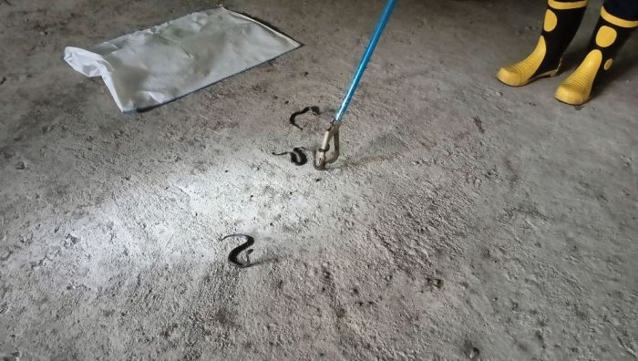 Damkar Gresik Evakuasi 14 Ekor Anakan Ular Kobra di MI Roudlotut Tholibin