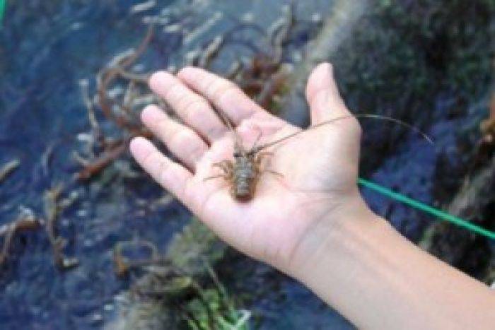 Penangkapan Lobster Kecil Marak di Lumajang Penangkapan Lobster Kecil Marak di Lumajang