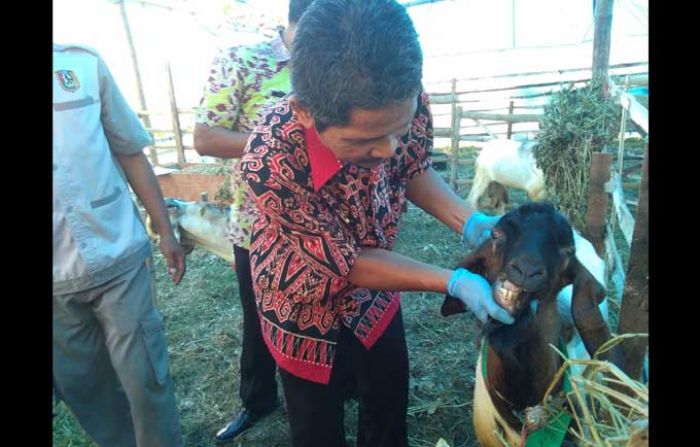 Antisipasi Penyakit, Dinas Peternakan Tuban Periksa Hewan Kurban Antisipasi Penyakit, Dinas Peternakan Tuban Periksa Hewan Kurban